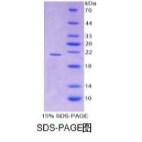 干扰素γ(IFNg)重组蛋白(犬)