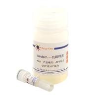 Flag抗体(小鼠单抗)