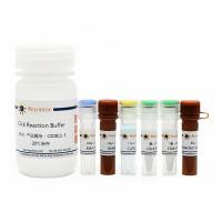 BeyoClick™ EdU-647细胞增殖检测试剂盒