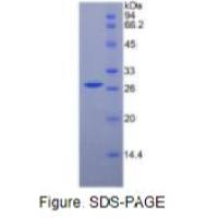肝细胞生长因子(HGF)重组蛋白(小鼠)