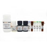 BeyoClick™ EdU细胞增殖检测试剂盒(DAB法)