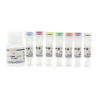 EMSA探针生物素标记试剂盒