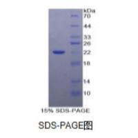 白介素10(IL10)重组蛋白(牛)