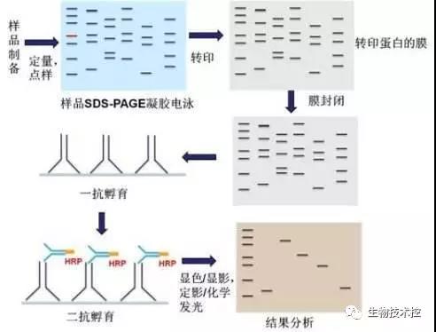 Western免疫印迹技术大汇总(上)