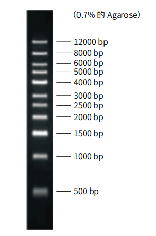 1 Kb Dna Ladder 核酸电泳系列试剂 独特研发技术 不降解 擎科生物tsingke 价格 厂家 供应商 北京擎科生物科技有限公司 丁香通