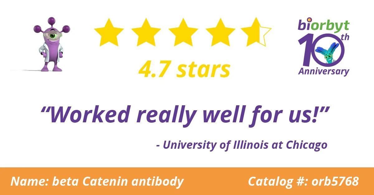 【Biorbyt 4.7星高分产品】 (phospho-Ser33/37) antibody