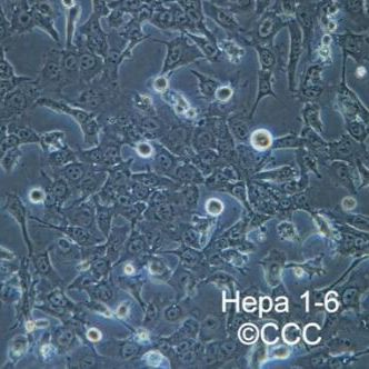Hepa1-6、Hepa1-6小鼠肝癌细胞
