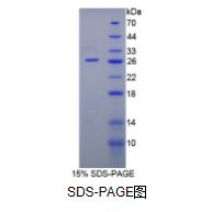 白介素12A(IL12A)重组蛋白(小鼠)
