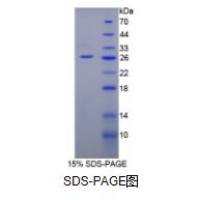 白介素12A(IL12A)重组蛋白(小鼠)