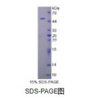 白介素10(IL10)重组蛋白（犬）
