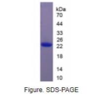 白介素11(IL11)重组蛋白（大鼠）