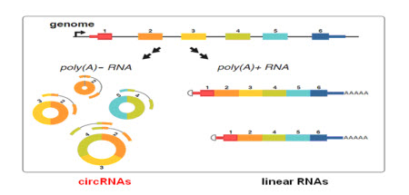 CircRNA：ncRNAs界的新明星分子
