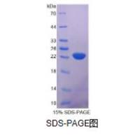 白介素10(IL10)重组蛋白（小鼠）