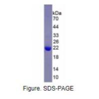 白介素10(IL10)重组蛋白（山羊）