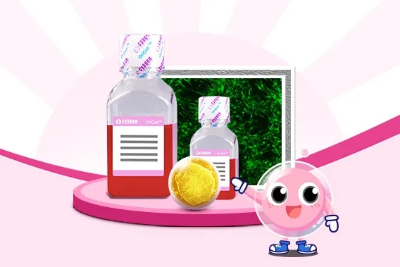 间充质干细胞培养方案