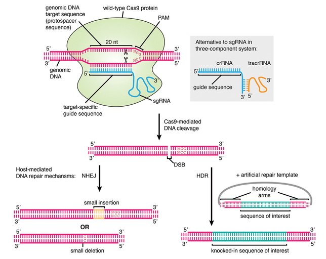 如何利用CRISPR系统提高10倍敲入效率？