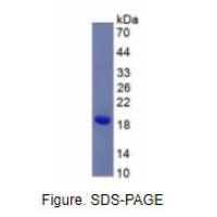 白介素13(IL13)重组蛋白(小鼠)