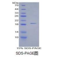 白介素15(IL15)重组蛋白（豚鼠）