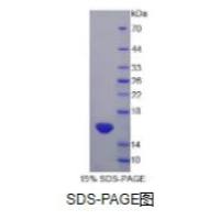 白介素13(IL13)重组蛋白(大鼠)