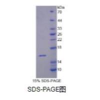 白介素16(IL16)重组蛋白（牛）