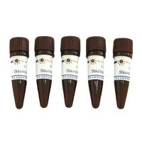 Staurosporine (PKC抑制剂)