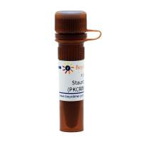 Staurosporine (PKC抑制剂)