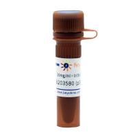 SB203580 (p38 MAPK抑制剂)