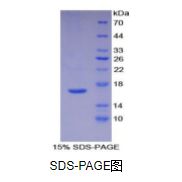 白介素16(IL16)重组蛋白（人）