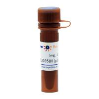 SB203580 (p38 MAPK抑制剂)