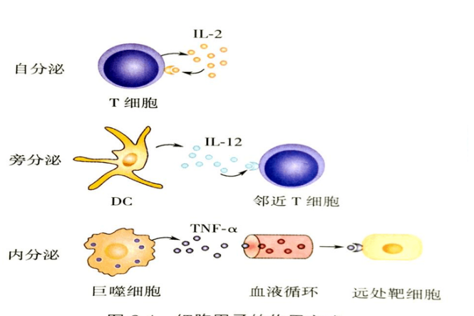 免疫细胞的调节剂