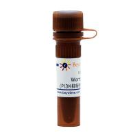 Wortmannin (PI3K抑制剂)