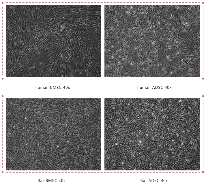 间充质干细胞的鉴定方法
