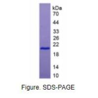 白介素18(IL18)重组蛋白（马）