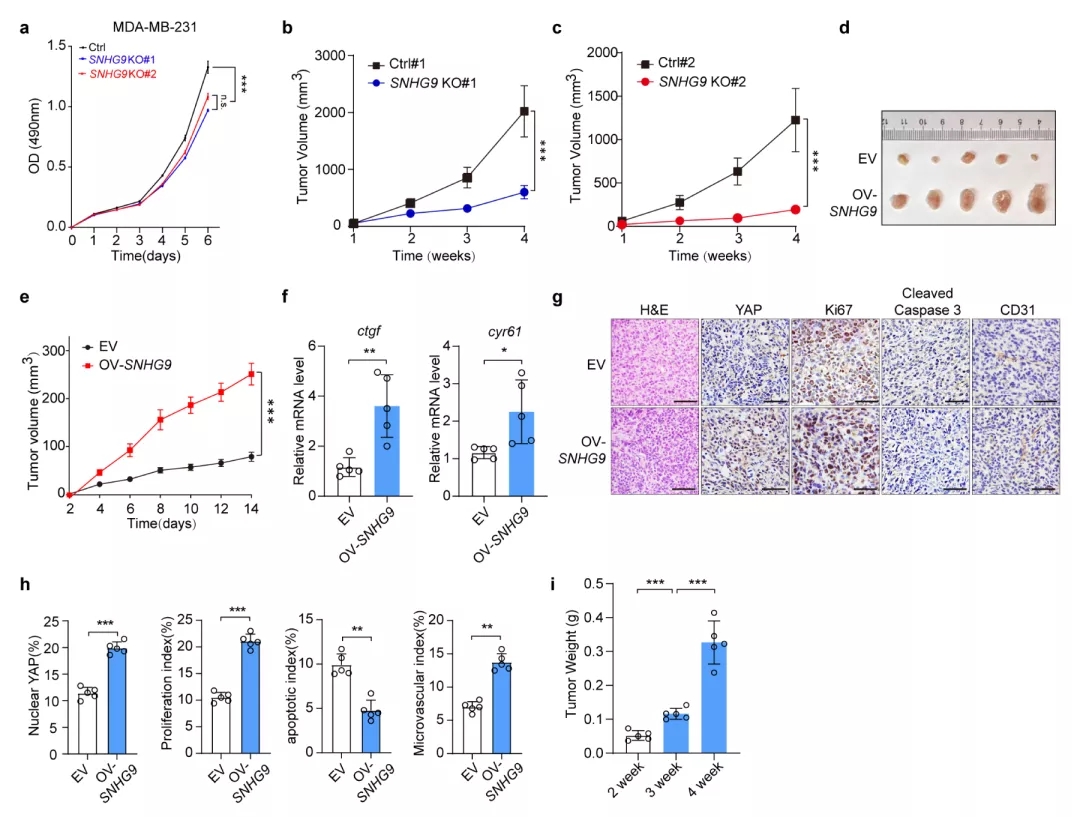 lncRNA研究进展盘点（20210722）