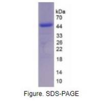 白介素17(IL17)重组蛋白(鸡)
