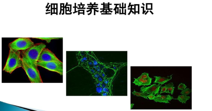 兔关节软骨/关节软骨/关节软骨细胞