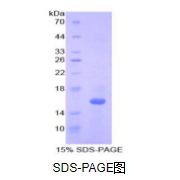白介素16(IL16)重组蛋白（小鼠）