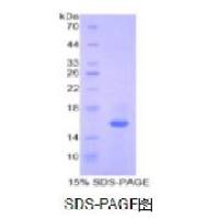白介素16(IL16)重组蛋白(小鼠)
