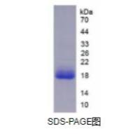 白介素18(IL18)重组蛋白