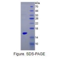 白介素17(IL17)重组蛋白(小鼠)