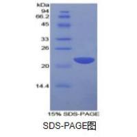 白介素1α(IL1a)重组蛋白