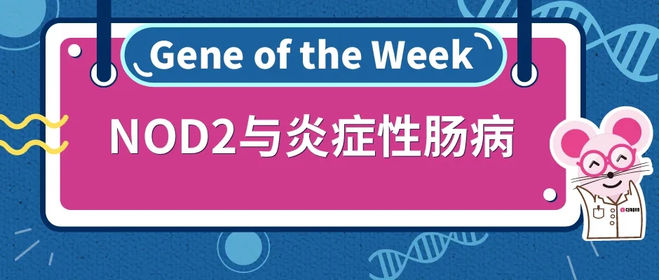 NOD2基因敲除小鼠与炎性肠道疾病