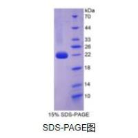 白介素1α(IL1a)重组蛋白（小鼠）