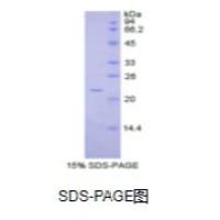 白介素1α(IL1a)重组蛋白（猪）