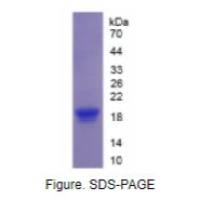白介素17(IL17)重组蛋白（猪）