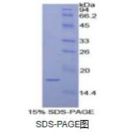 白介素1α(IL1a)重组蛋白(犬)