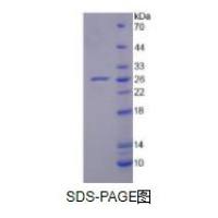 白介素18(IL18)重组蛋白（鸡）