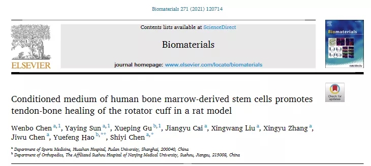hBMSC-CM间充质干细胞的条件培养基在促进腱-骨愈合上有积极作用