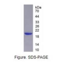 白介素18(IL18)重组蛋白(大鼠)