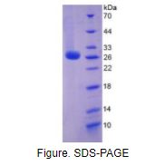 白介素6(IL6)重组蛋白（小鼠）